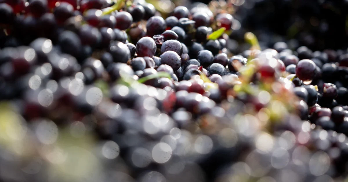 Ancient toilet discovery links Pinot Noir to today’s French vineyards