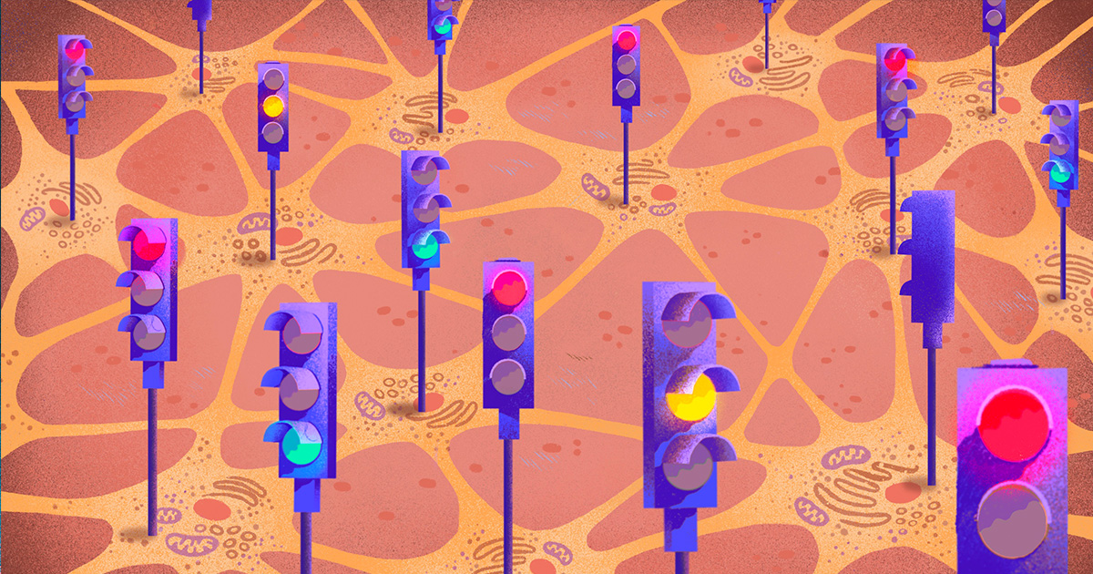 Featured image for Brain's Balance of Excitation and Inhibition