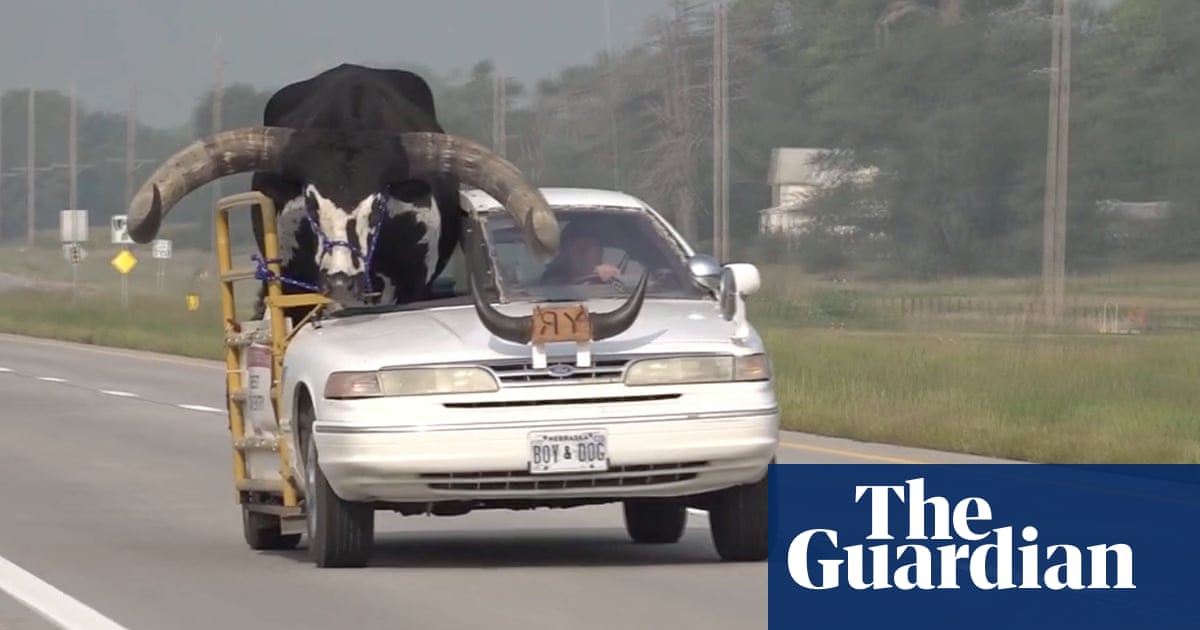 Nebraska Driver Stopped with Massive Bull Riding Shotgun in Car