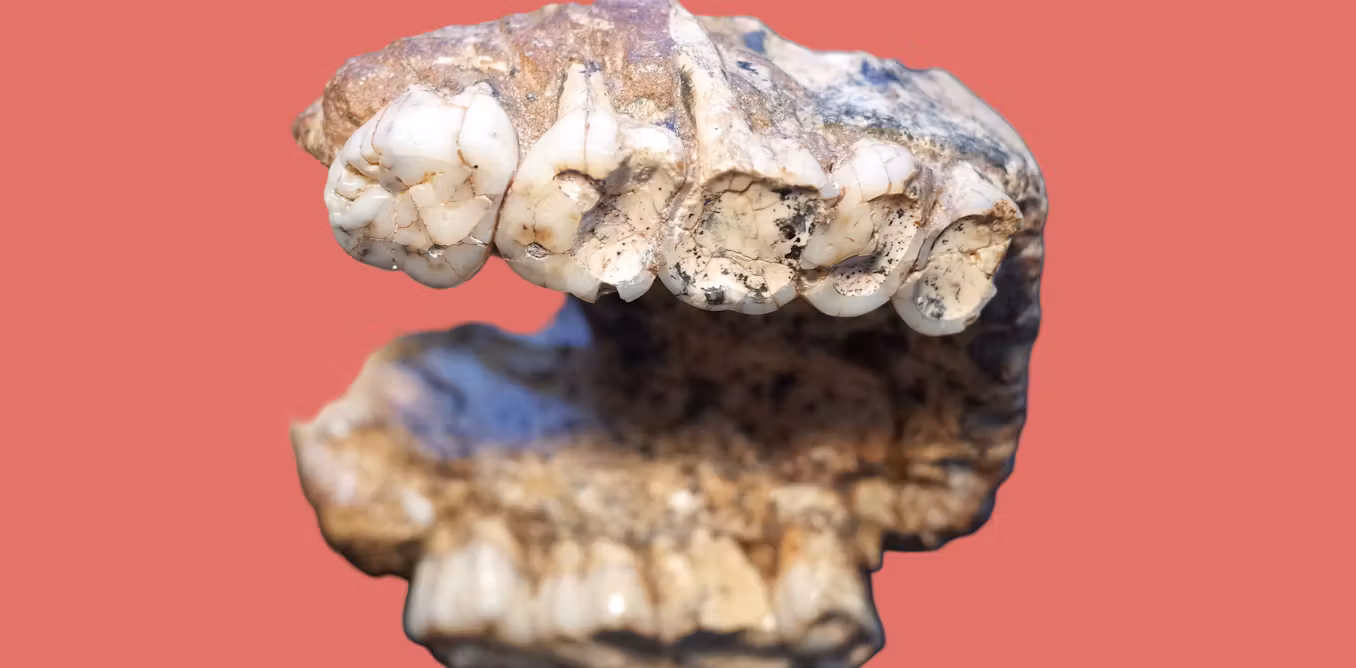 Featured image for Ancient Teeth Unveil Insights into Human Evolution