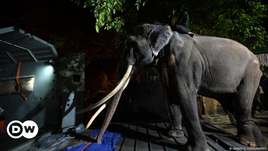 "Thailand Repatriates Neglected Elephant from Sri Lanka Amid Abuse Allegations"