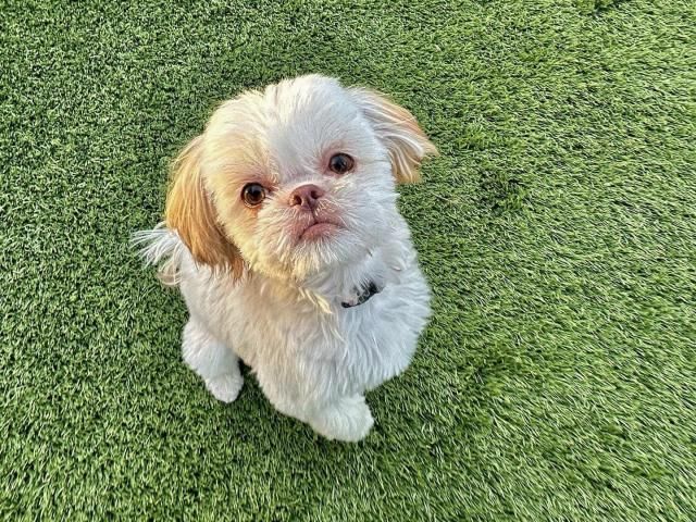 "February's Free and Low-Cost Wellness Services for Pet Owners"