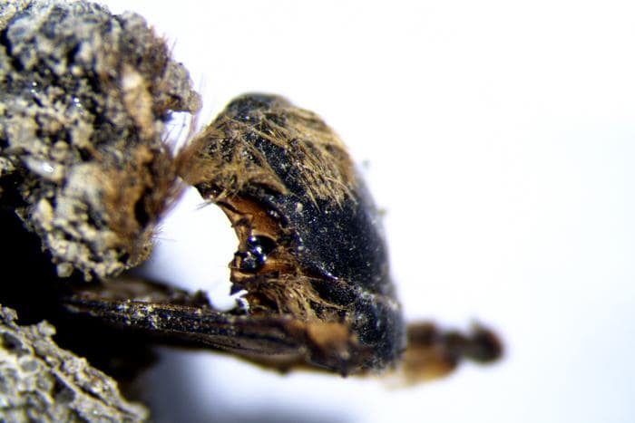 Ancient Mummified Bees Discovered in Portugal