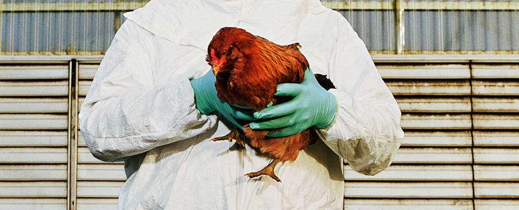 Featured image for Bird Flu: One Mutation Away from Potential Human Transmission