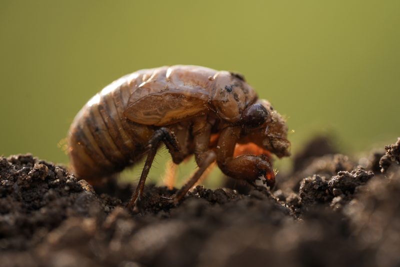 Featured image for "Cicada Emergence: Trillions Set to Swarm Multiple States in 2024"