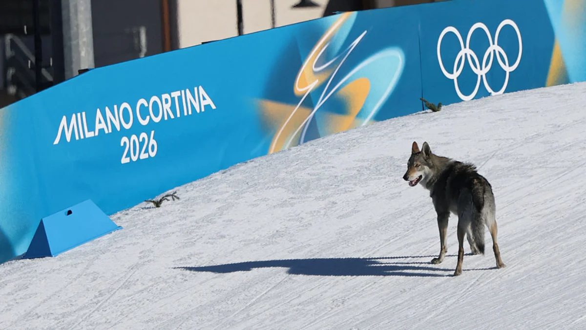 Nazgul the Wolffhound Wows Olympics with Surprising Cross-Country Finish
