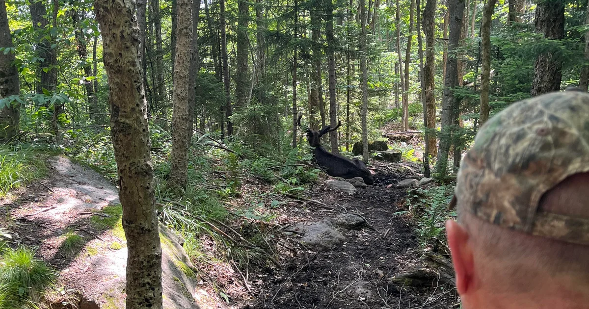 Featured image for Euthanized Moose Causes Closure of Popular New York Trail