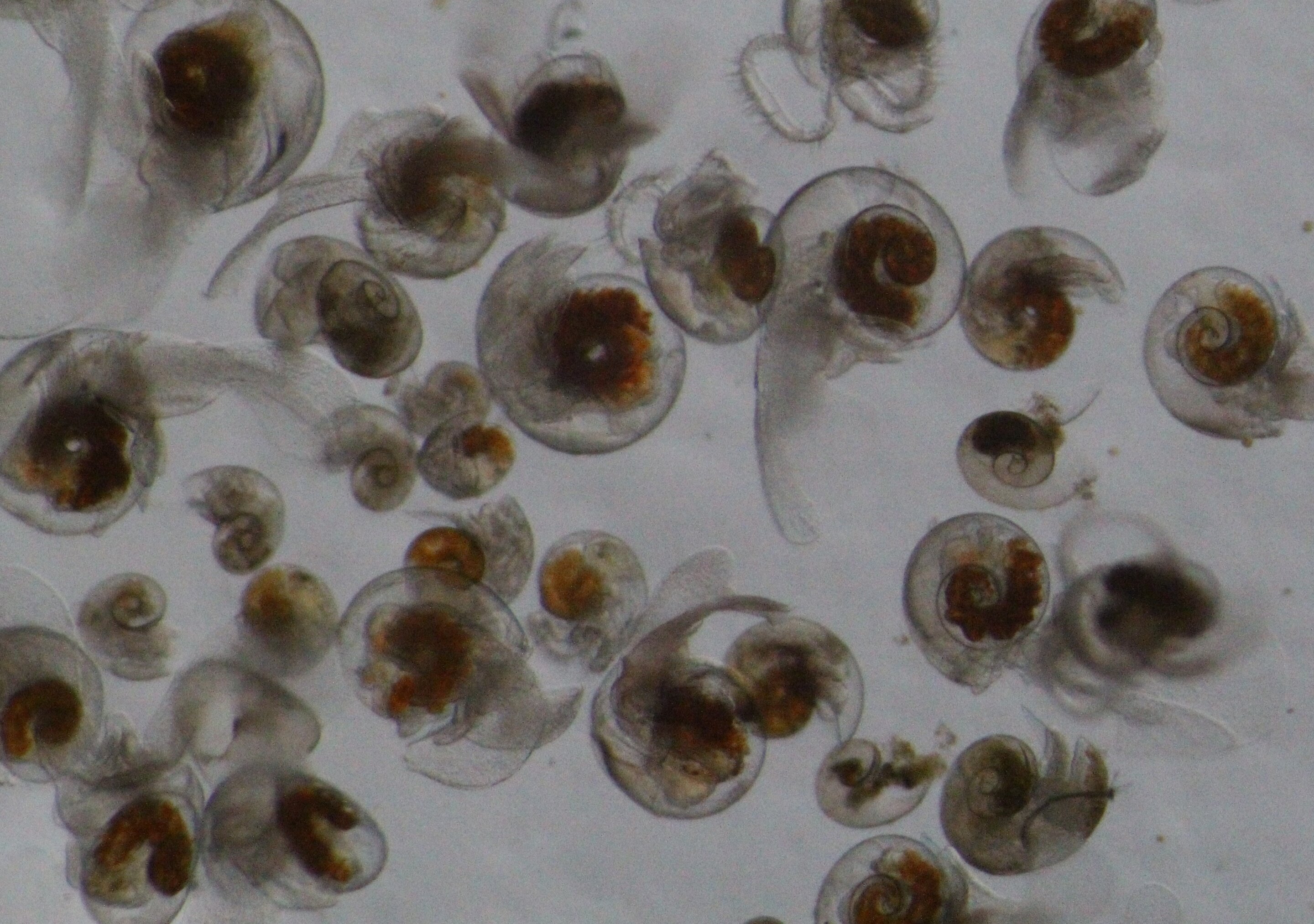 Climate change threatens Southern Ocean ecosystem via 'sea butterfly' life cycle.