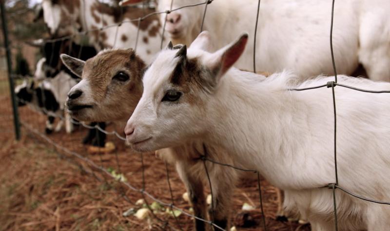 "First Case of Avian Flu Detected in US Livestock: Minnesota Goat Tests Positive"
