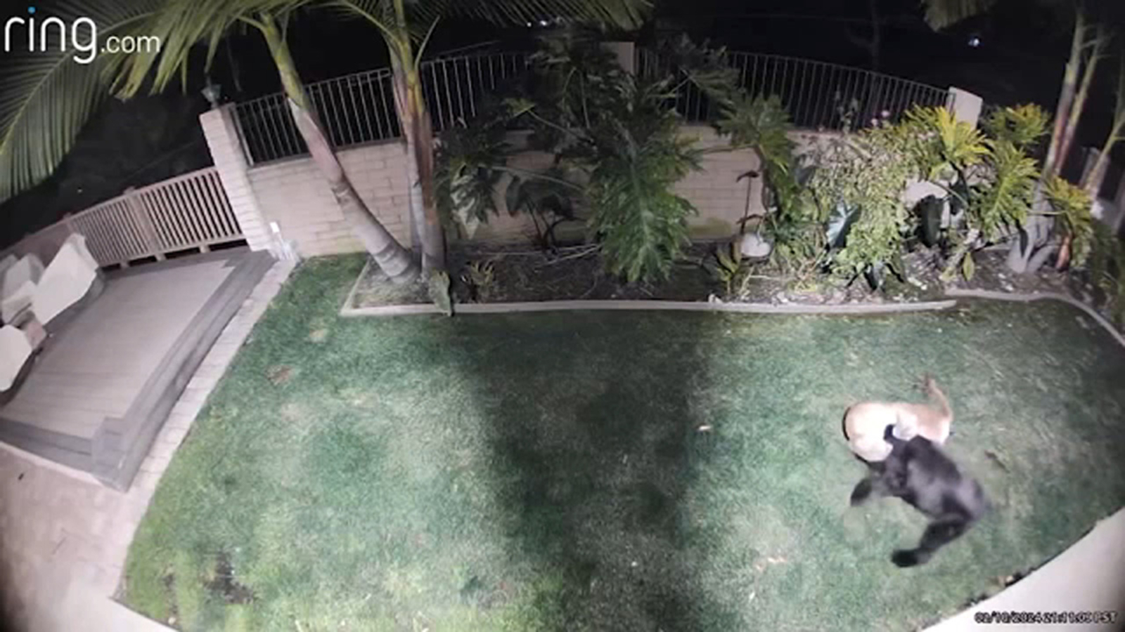 Featured image for "Terrifying Video Shows Mountain Lion Attacking Dog in La Verne"