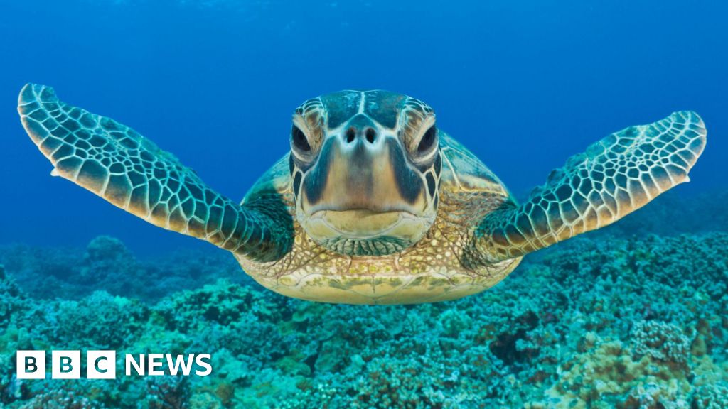 Featured image for Green Turtle's Conservation Success Marks a Major Recovery