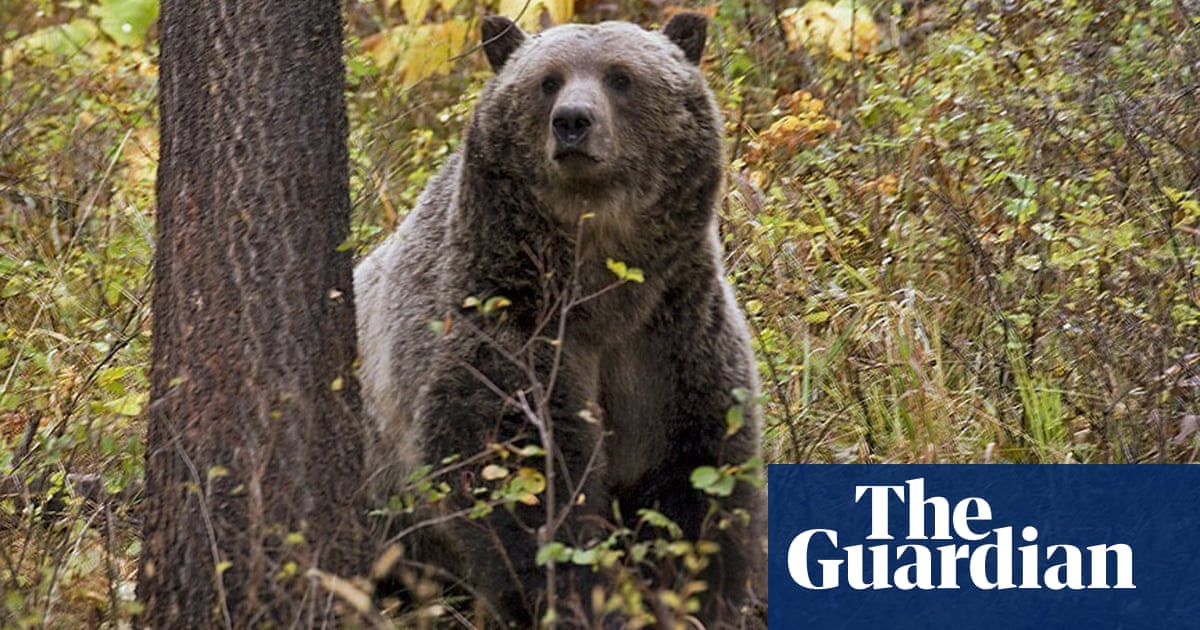 Fatal Grizzly Bear Attack Claims Woman's Life Near Yellowstone National Park