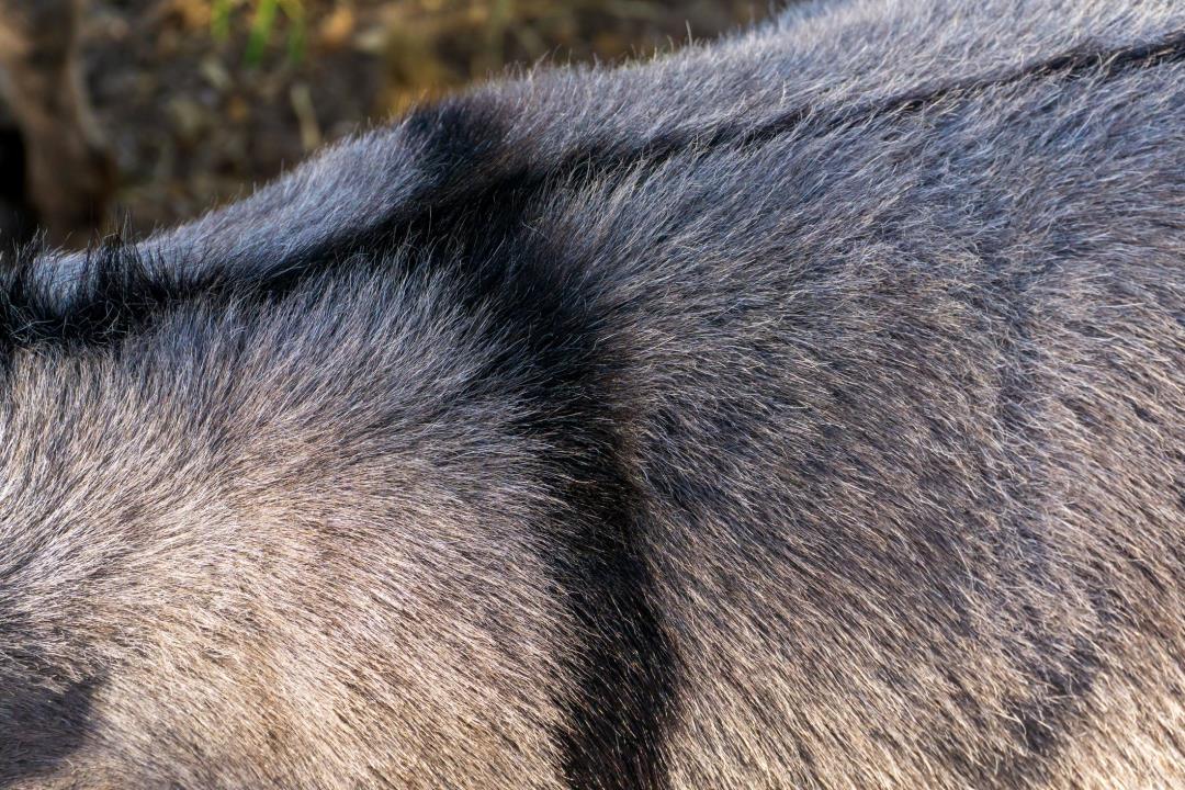 Featured image for Donkey Skin Reveals Natural Tick Repellent