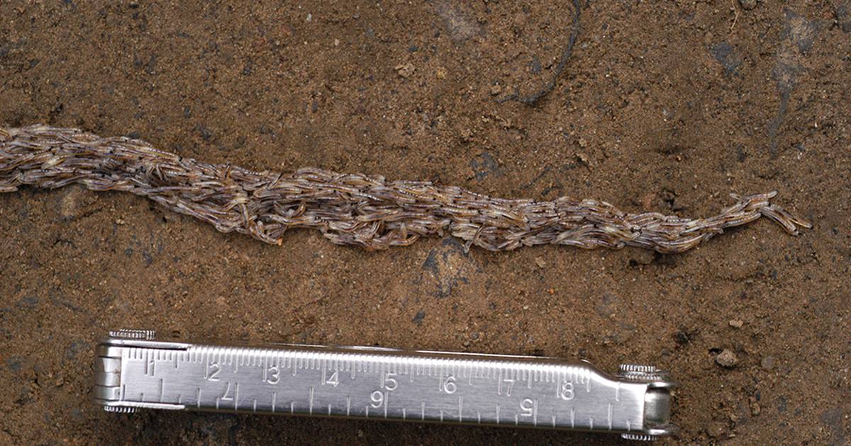 Featured image for "Discovery of New Species Unravels 'Snakeworm' Mystery in Alaska"