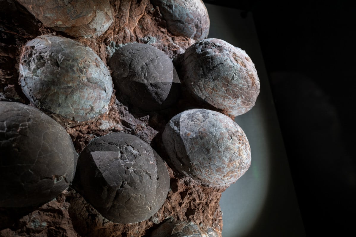 Featured image for Archaeologists Uncover First Dinosaur Egg Using 'Unprecedented' Technique