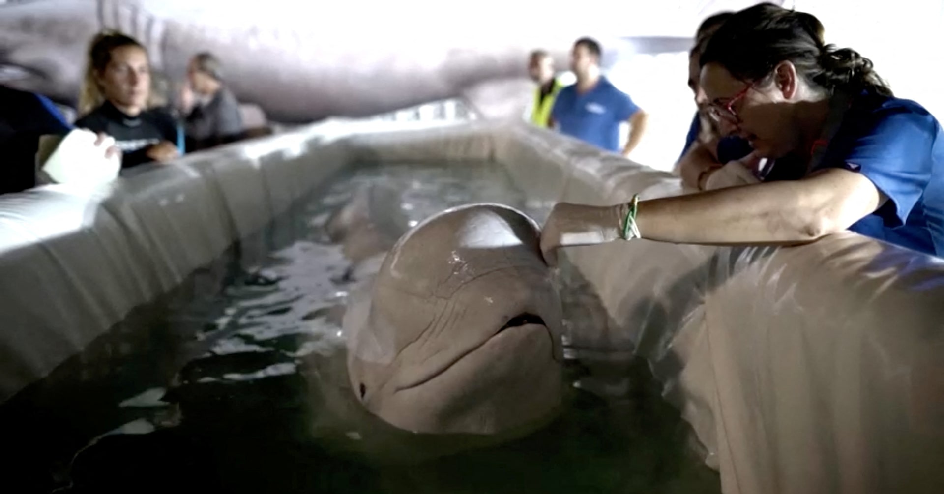 Featured image for Beluga Whales Rescued from Ukraine War Zone Relocated to Spain