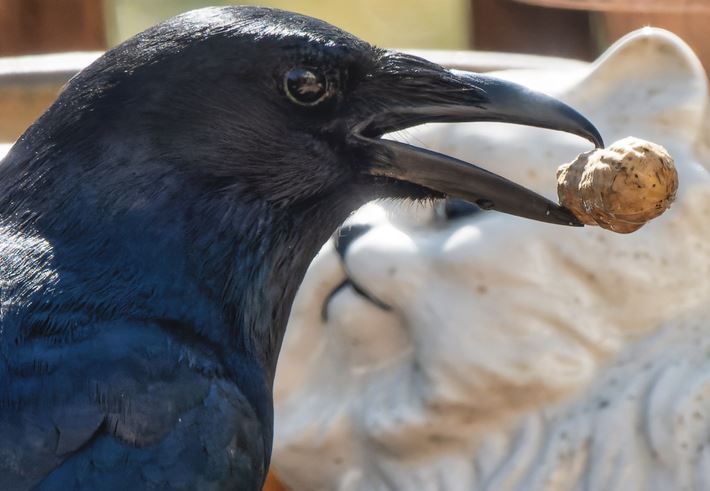 Featured image for Crows Demonstrate Advanced Counting Abilities, Study Reveals