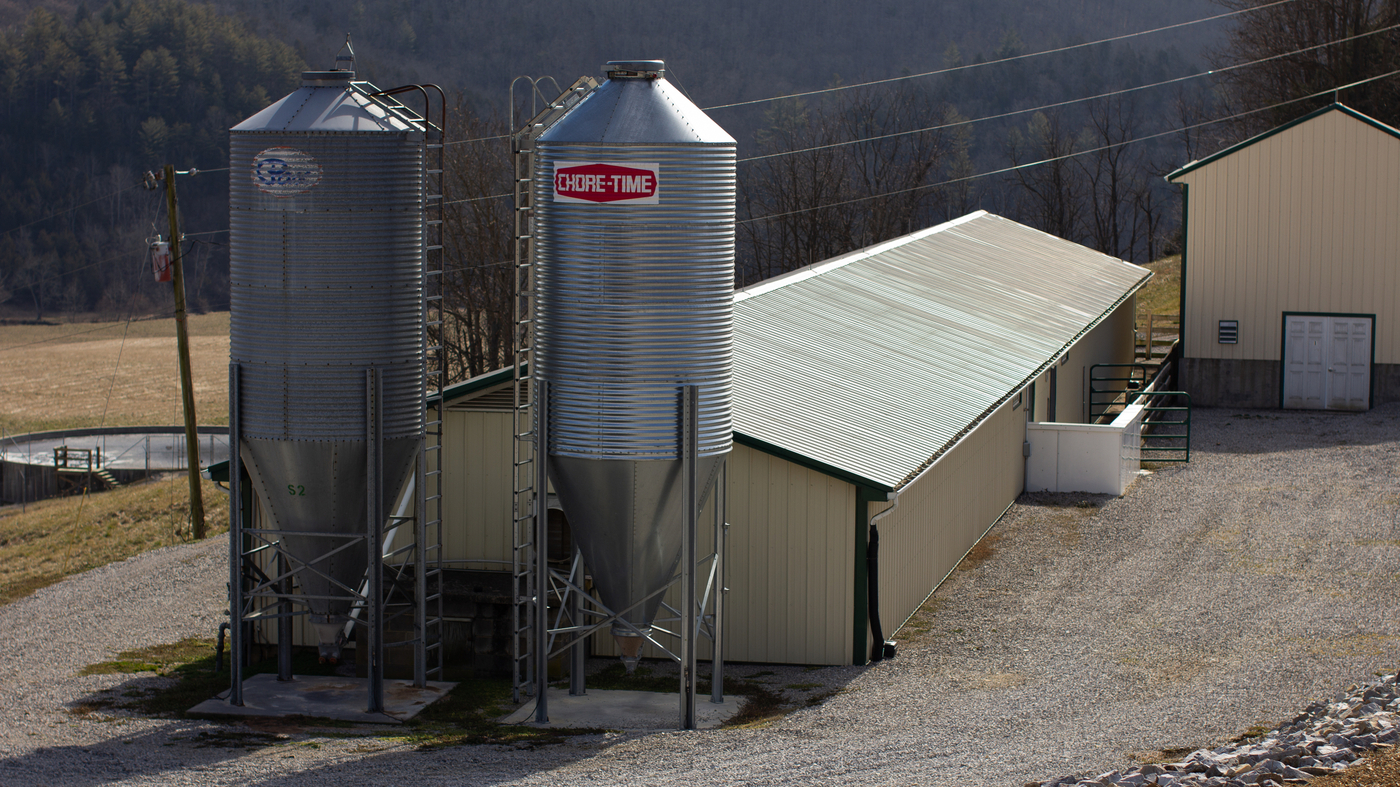 Featured image for "Unlimited Organ Supply: The Potential of Genetically Modified Pigs for Human Transplants"