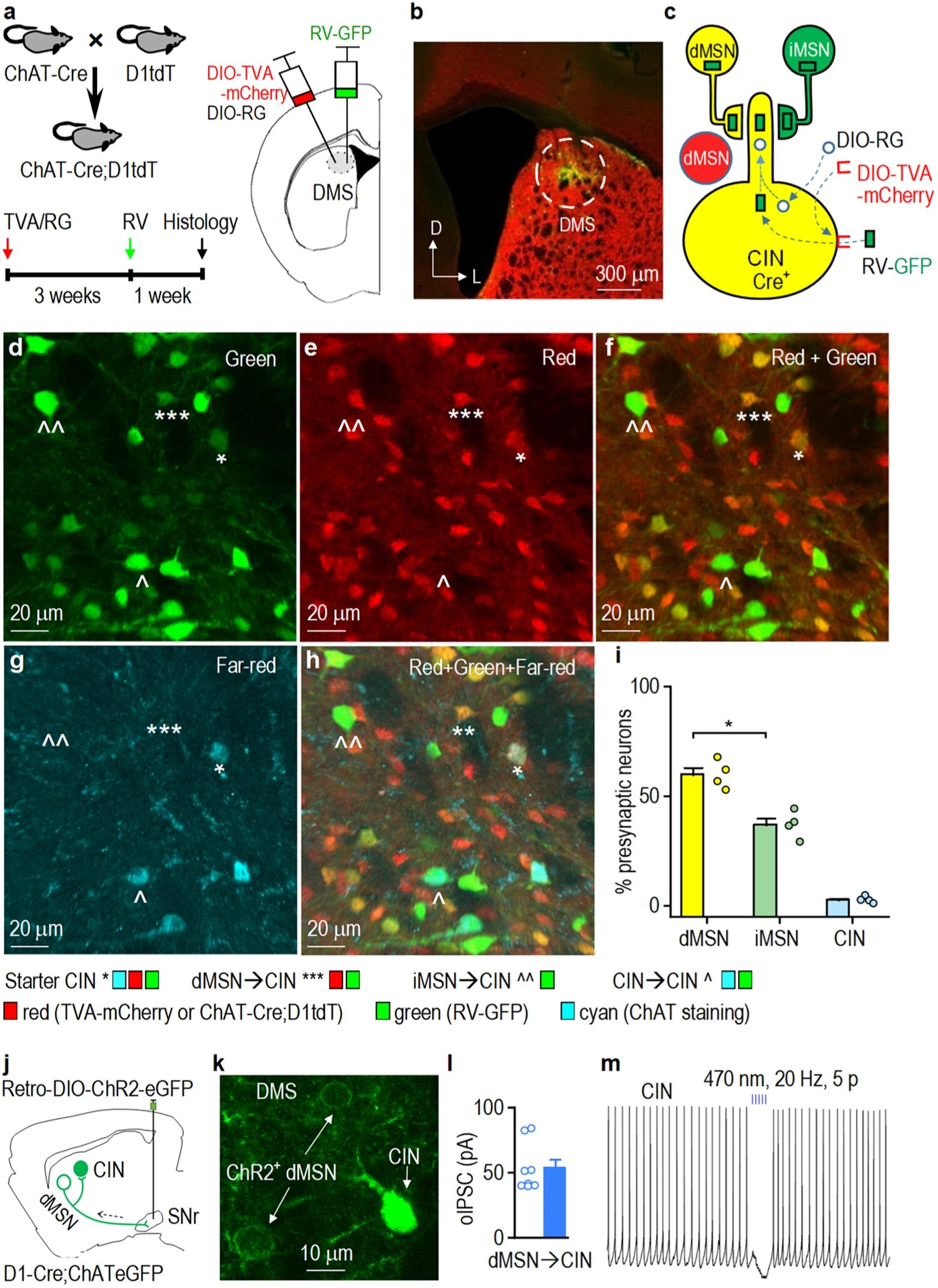 Featured image for The Lasting Impact of Substance Use on Cognitive Abilities