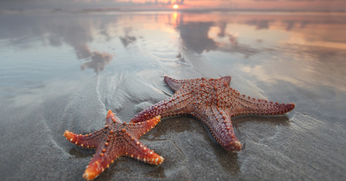 "James Webb Telescope's Groundbreaking Discovery: Potential Life Found on Exoplanet"