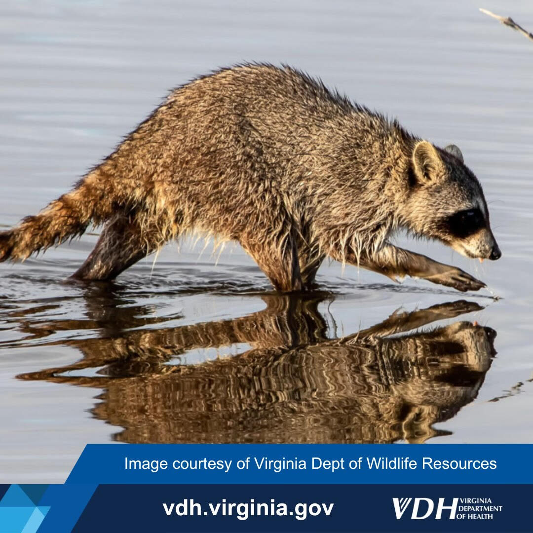 Featured image for Raccoon Near Onancock Tests Positive for Rabies