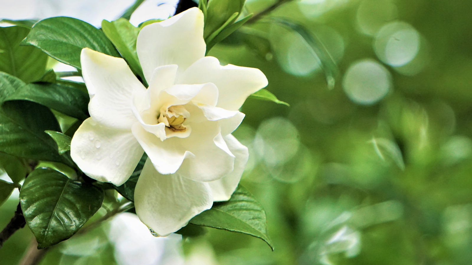 Featured image for Optimal Gardenia Planting Location in Your Garden.