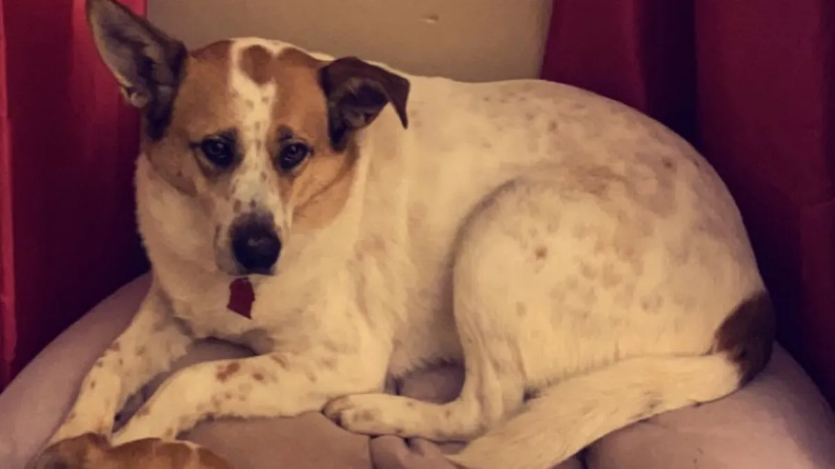 Alabama Family Seeks Justice After Amazon Driver Shoots Their Dog