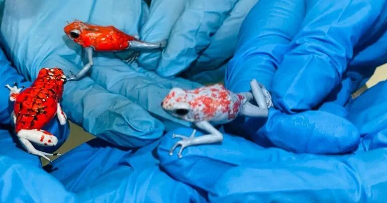 "Colombian Woman Arrested for Smuggling 130 Endangered Poison Dart Frogs"