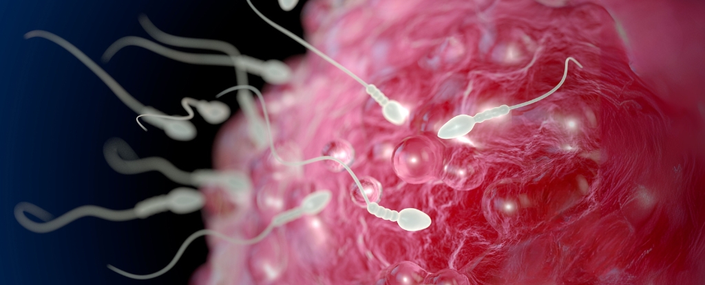 Featured image for Cannabis Use May Impair Female Fertility and Egg Chromosomal Integrity