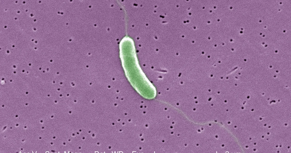 Featured image for Flesh-Eating Bacteria Causes Multiple Deaths Along Gulf Coast and Florida