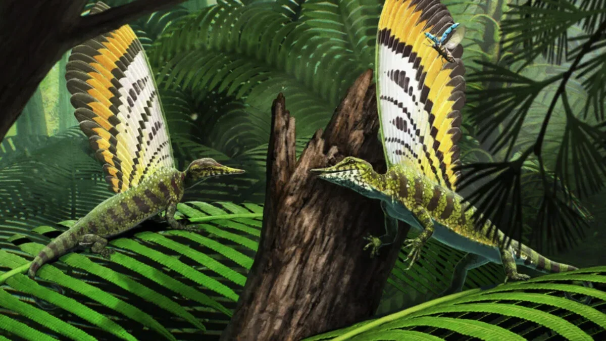Ancient Reptile Reveals Early Evolution of Feathers and Skin Features