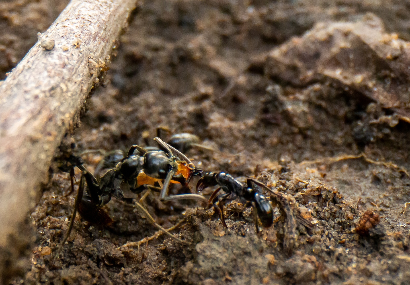 Featured image for "Ants' Healing Power: A Key to Understanding Drug-Resistant Bacteria"