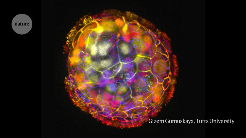 "Human Cell-Based Microbots Revolutionize Tissue Repair"