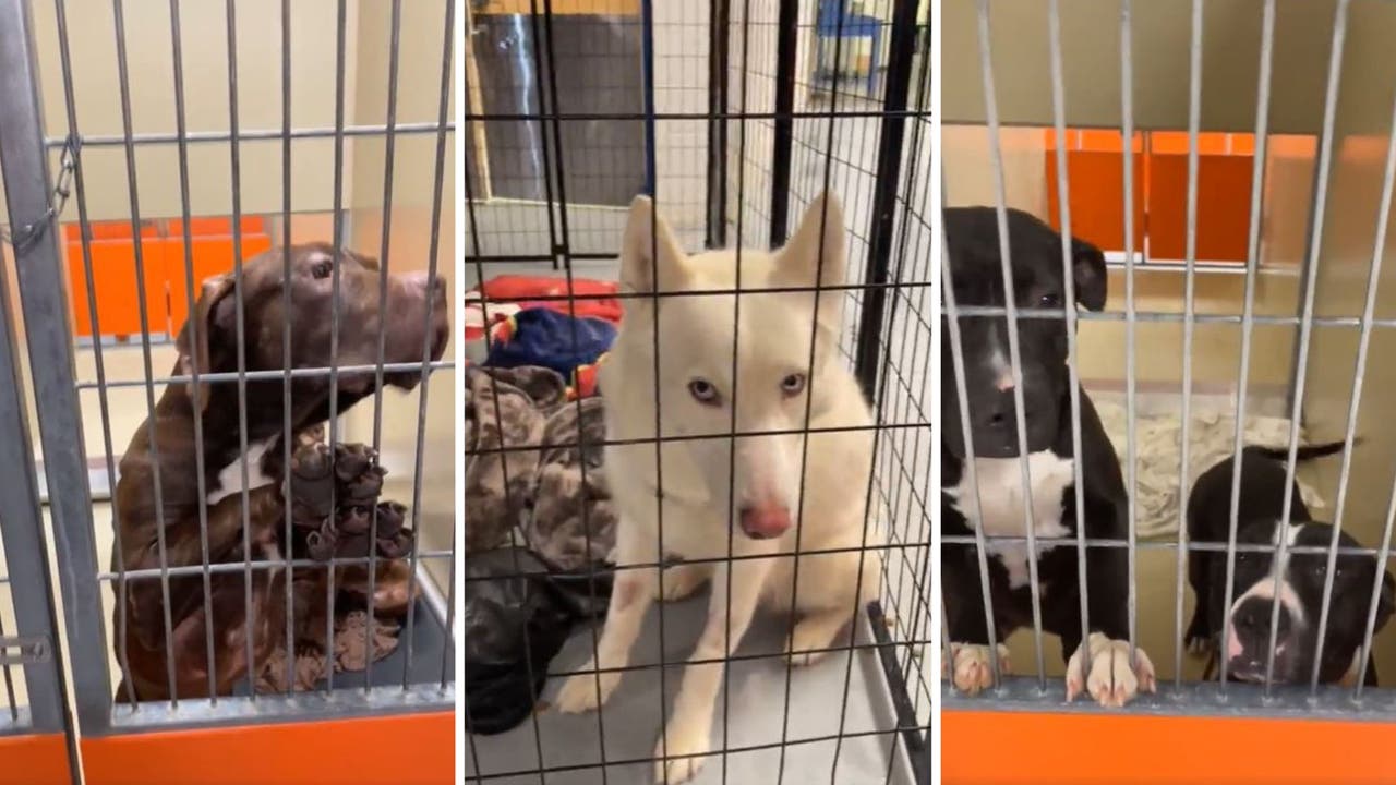 Featured image for ACCT Philly faces urgent need for adoptions and fostering due to canine flu outbreak.