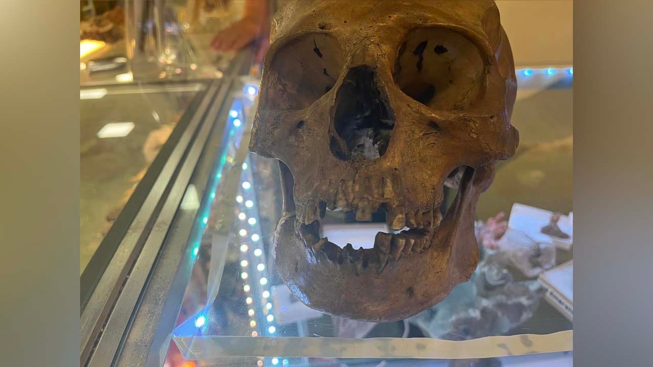 Featured image for Mysterious Human Skull Unearthed in Florida Thrift Store