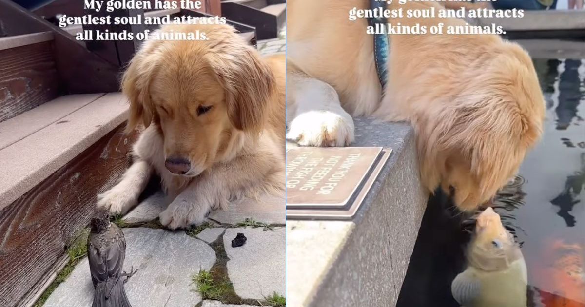 Featured image for Charming Dog Draws Diverse Animals in Heartwarming Compilation