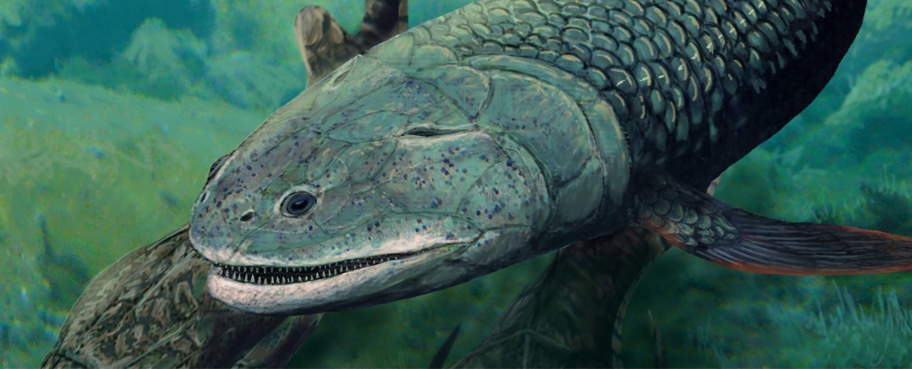 Featured image for "Discovering the 380-Million-Year-Old Air-Breathing Predator Fish"