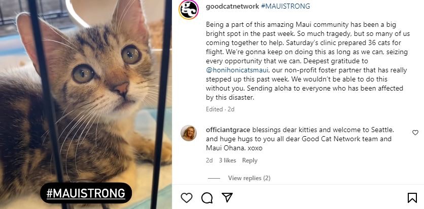 "Support Seattle Shelters in Rescuing Maui's Cats"