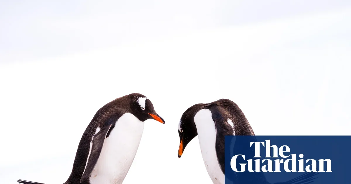 H5N1 bird flu detected in gentoo penguins on Australia’s Heard Island