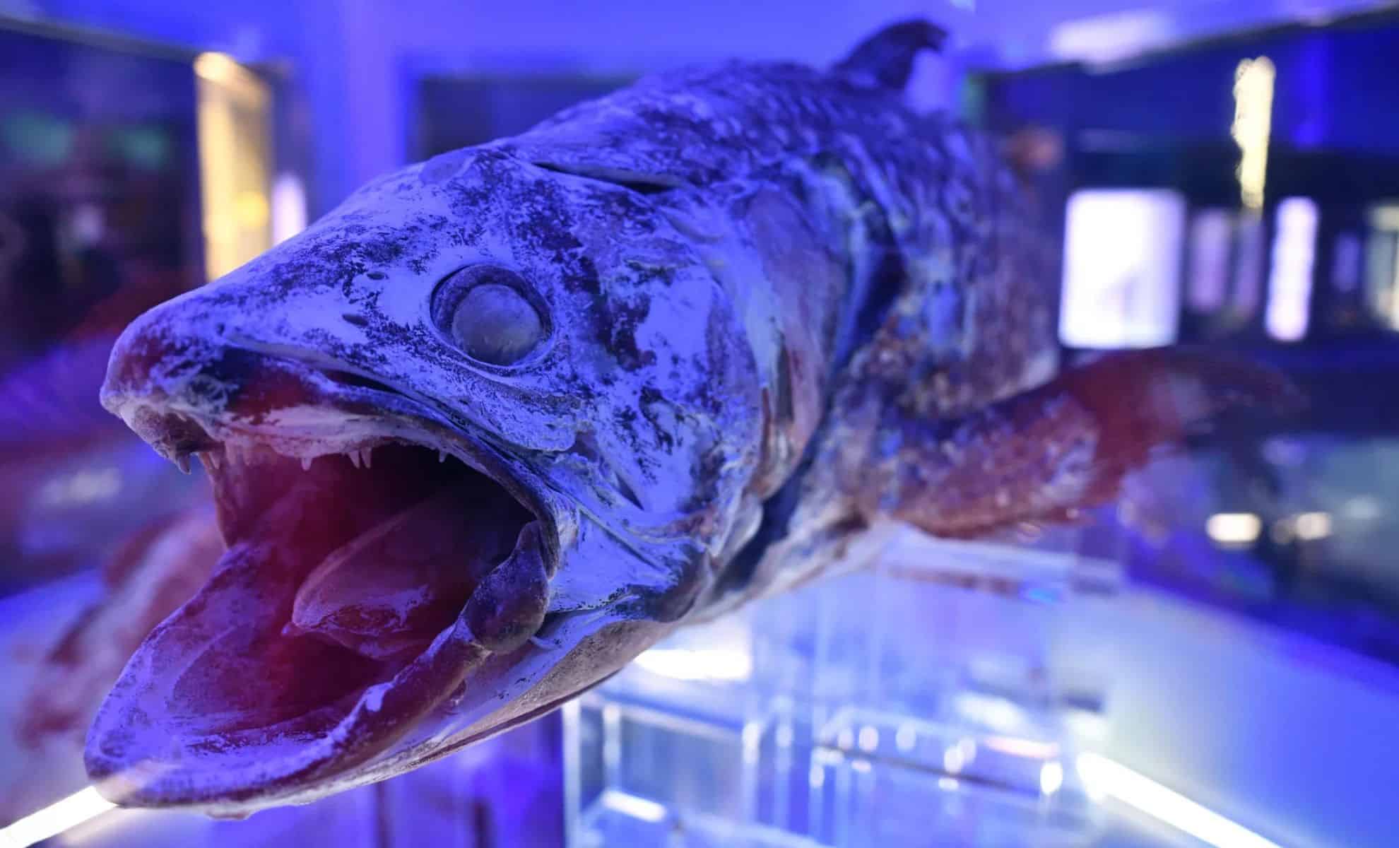 Featured image for Ancient Fish Challenges Our Understanding of Evolution