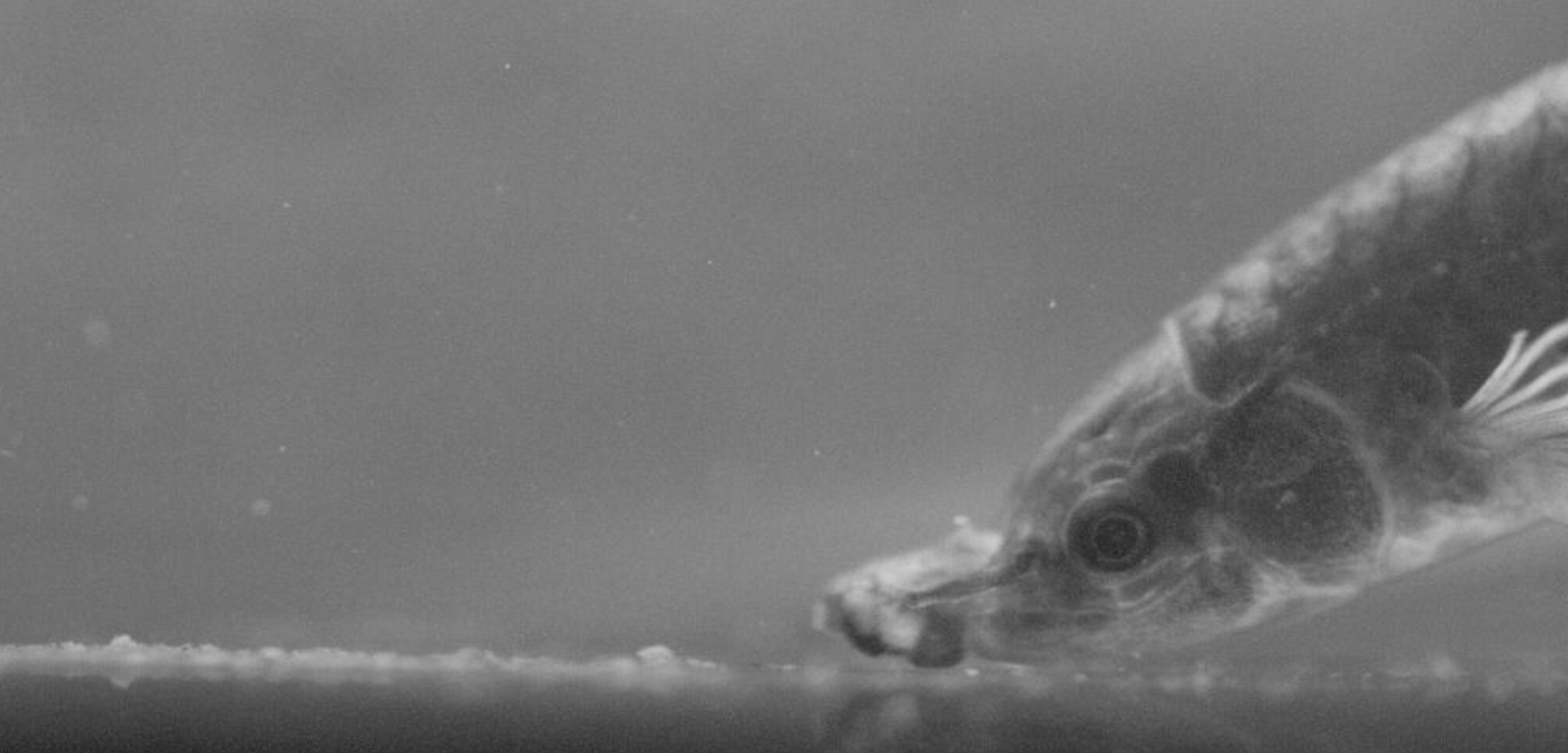 Featured image for "Unraveling the Mystery of the Little Fish's Unbelievable Mouth"