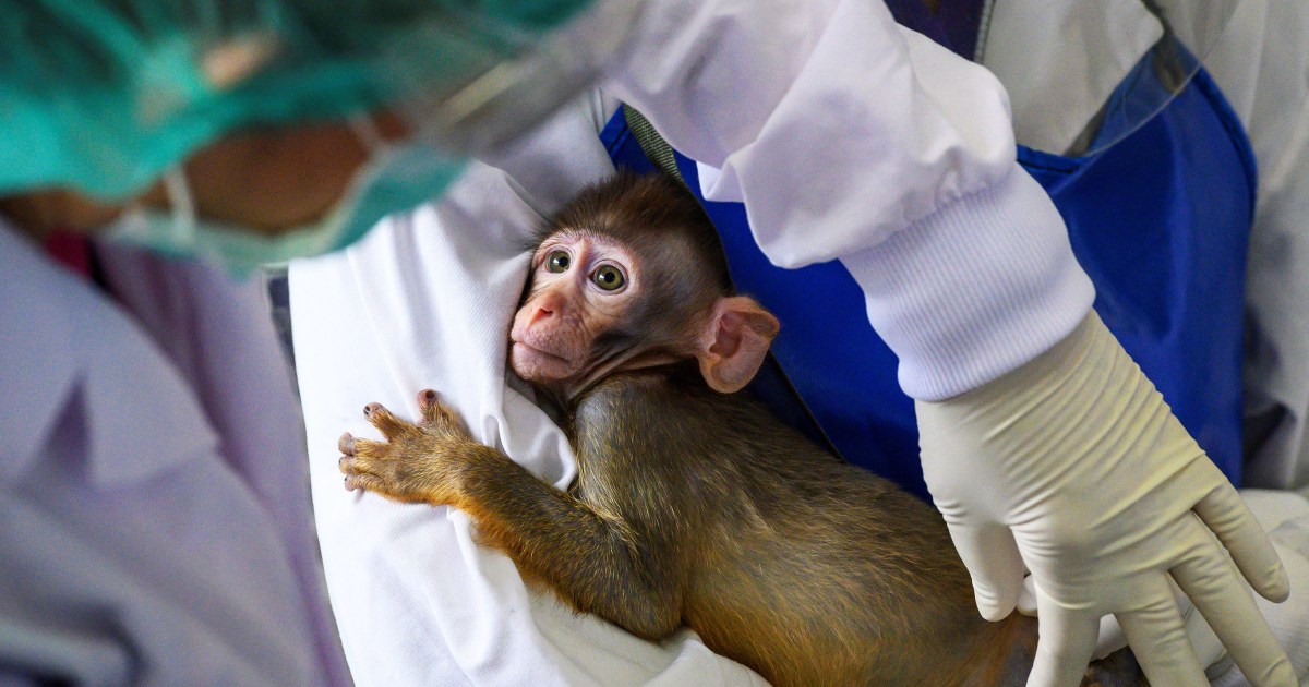 Long-term Survival of Monkey with CRISPR'd Pig Kidney Raises Hope for Xenotransplantation