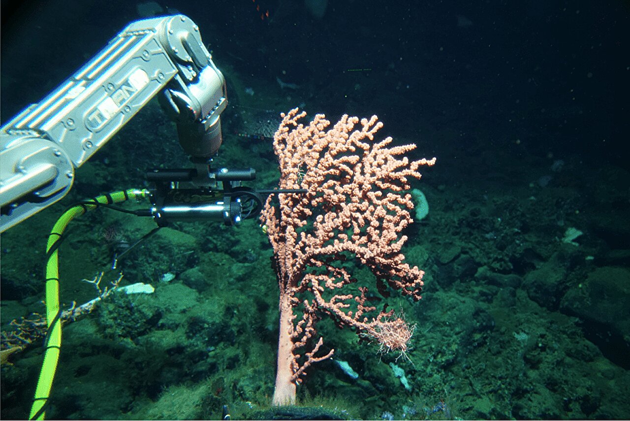 Featured image for "Unveiling the Surprising Discovery: Corals' Production of Reactive Oxygen Species Uncovered by Deep Sea Sensor"