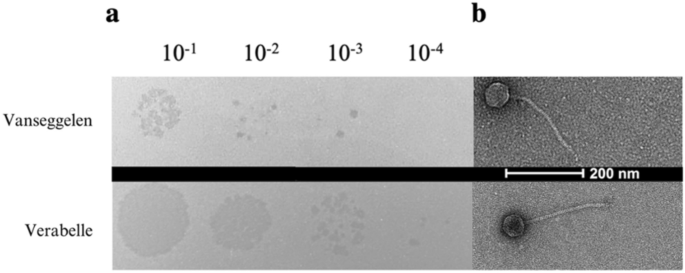 Discovery of Two New Streptomyces Phages Unveils Novel Camvirus Species