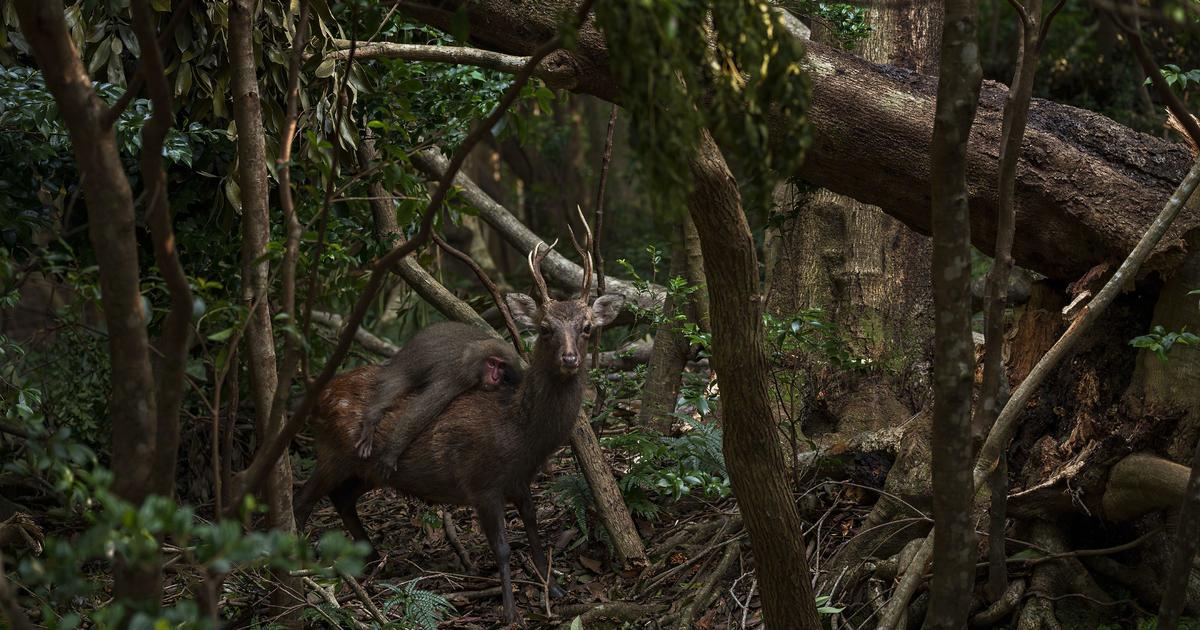 Monkey and Deer: Unlikely Duo Spotted in Japanese Forest