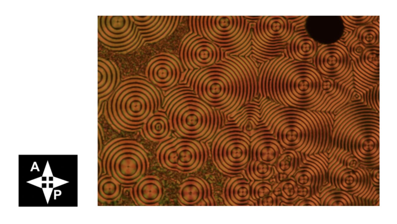 Featured image for "Discovery of Spontaneous Toroidal Polar Topology in Helielectric Nematic State"