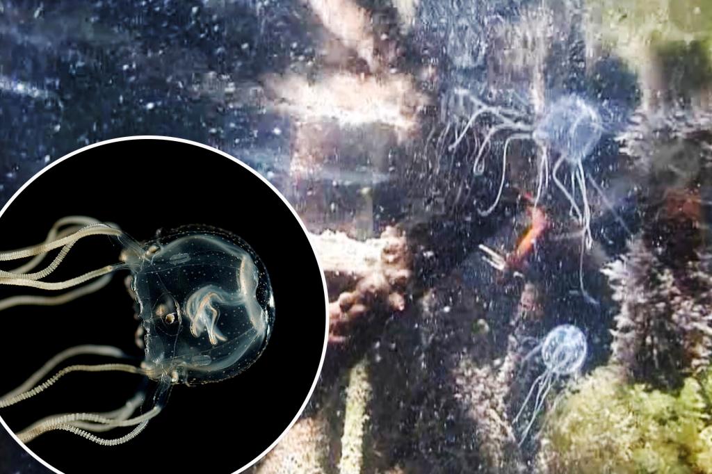 Featured image for Jellyfish Study Challenges Understanding of Brain Function