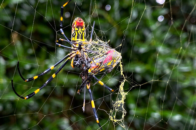 Featured image for Invasive Flying Joro Spiders Spreading Along East Coast, Experts Say No Major Threat