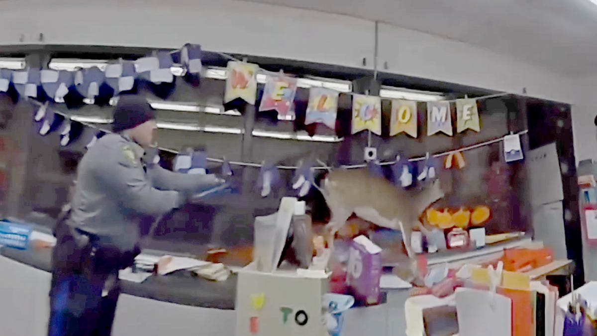 Deer Causes Chaos in New Jersey Elementary School