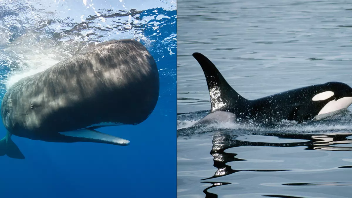 Featured image for "Sperm Whales' Unconventional Defense: How They Fended Off Orca Attack with Poo"
